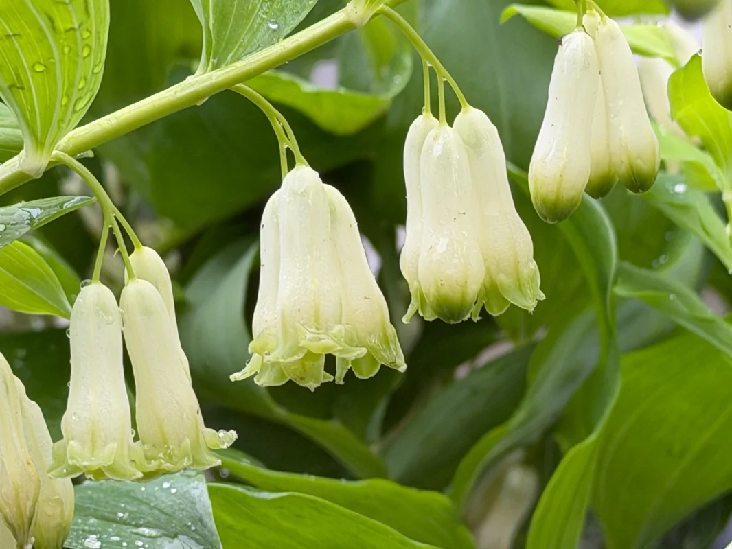 edulis3026918