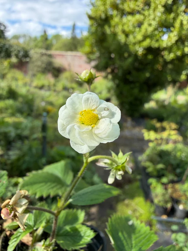 edulis3026968