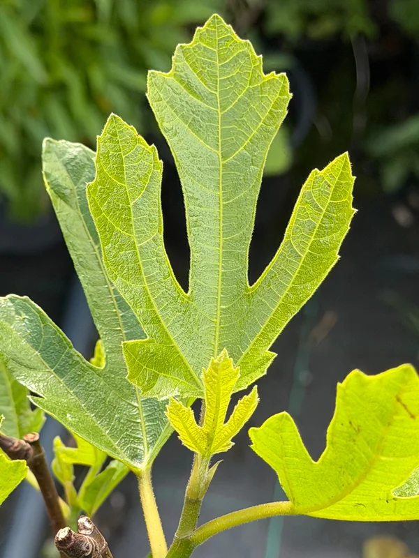 edulis3027032