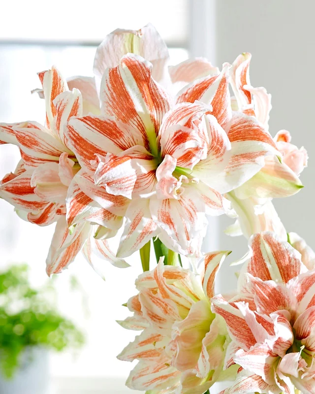 farmergracy2950093