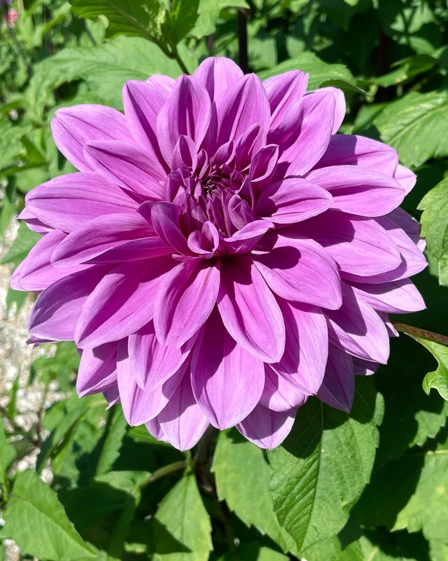 farmergracy2950886