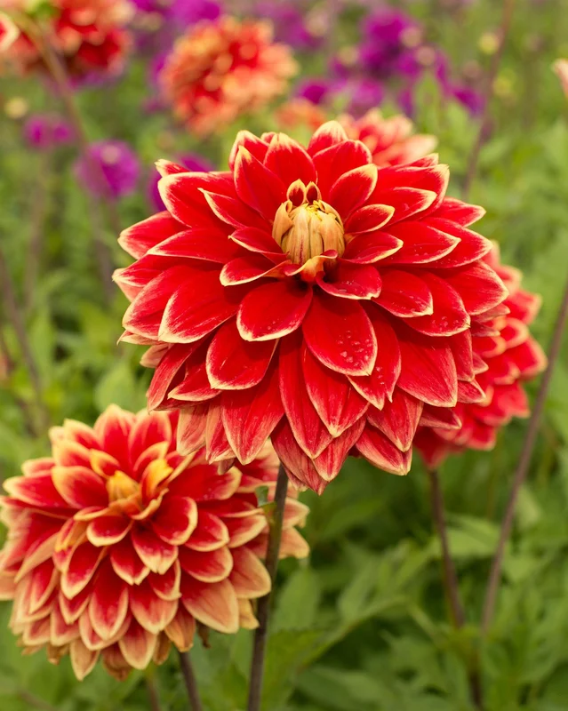 farmergracy2950915