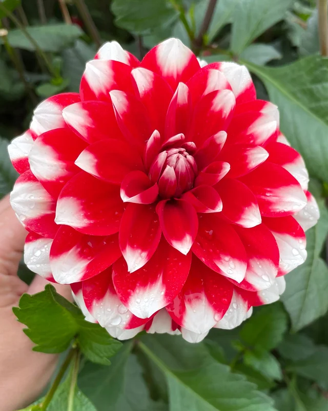 farmergracy2950941