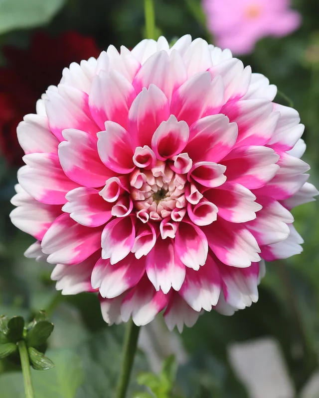 farmergracy2950961