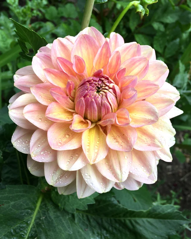 farmergracy2951003