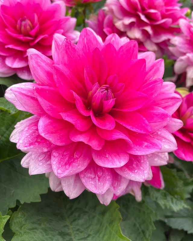 farmergracy2951348