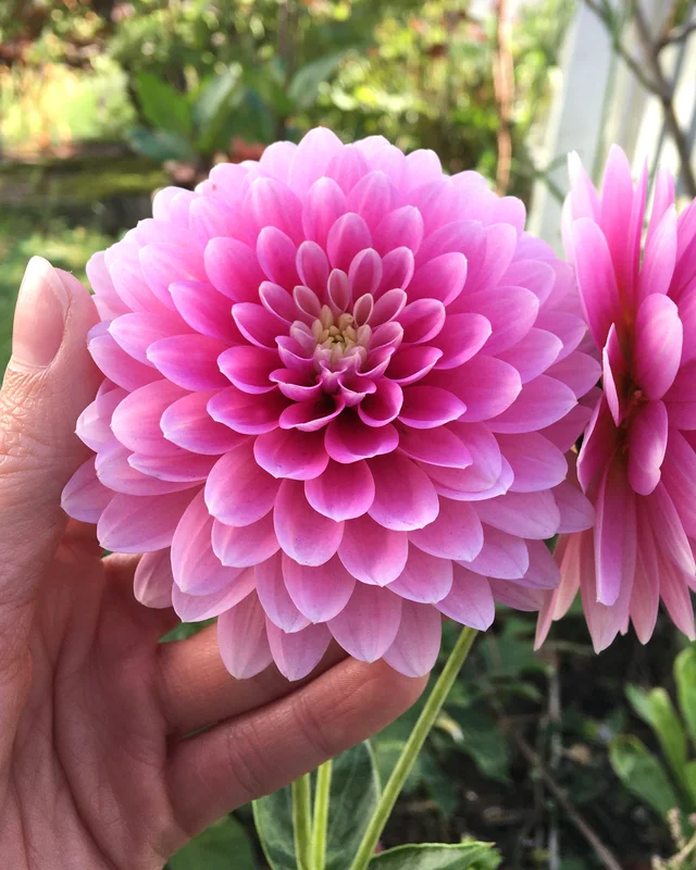 farmergracy2951599