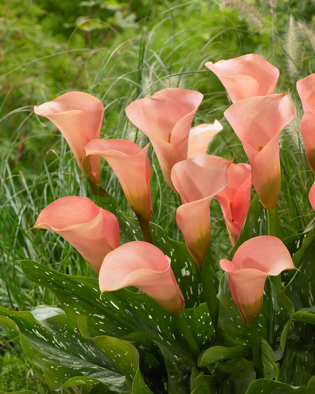 farmergracy2952322