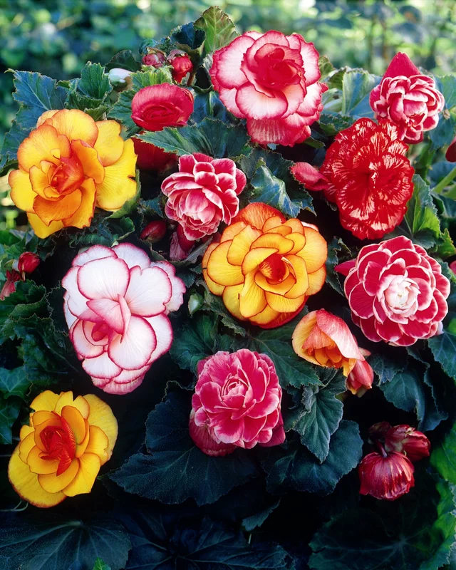 farmergracy2957778