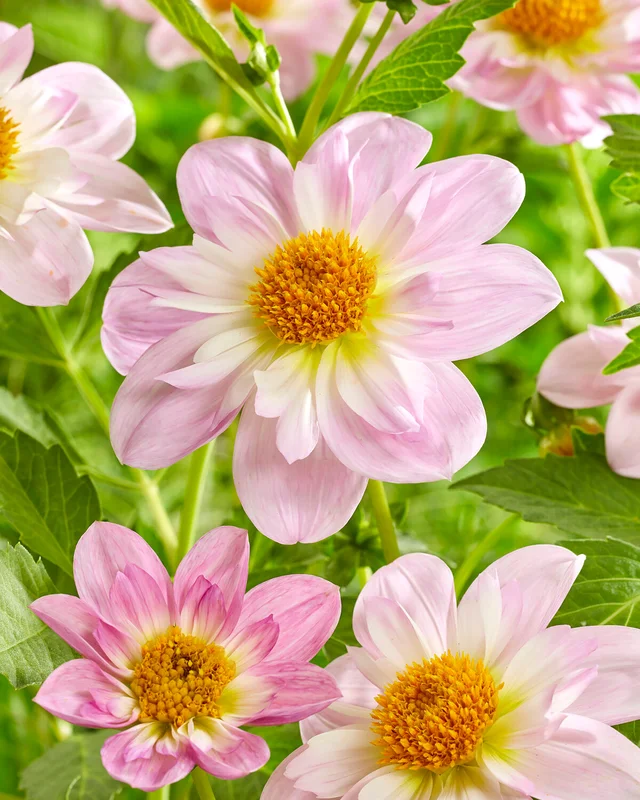 farmergracy2957876