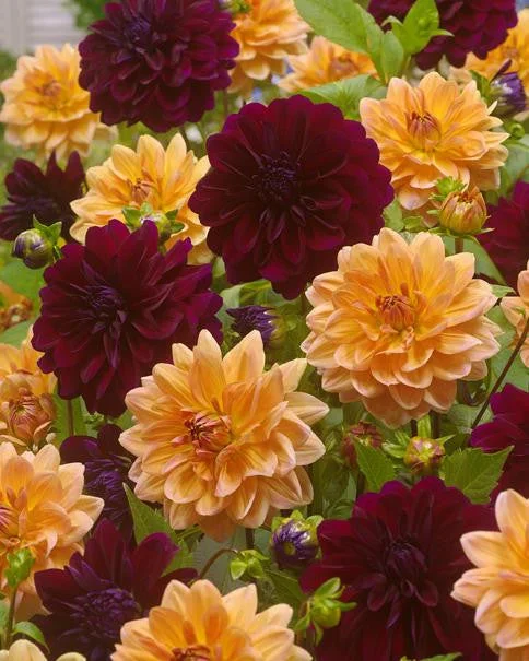 farmergracy2958340