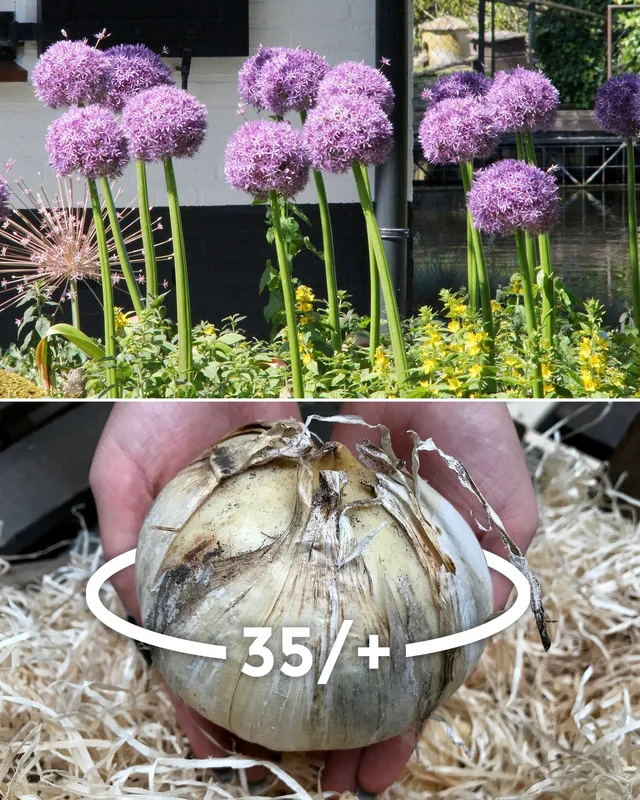 farmergracy2960983