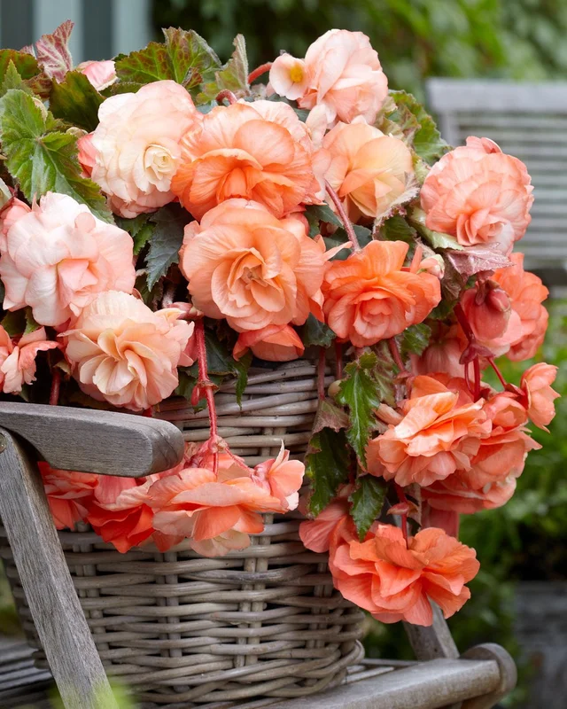 farmergracy2961608