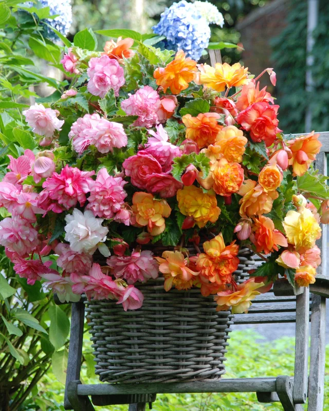 farmergracy2961852