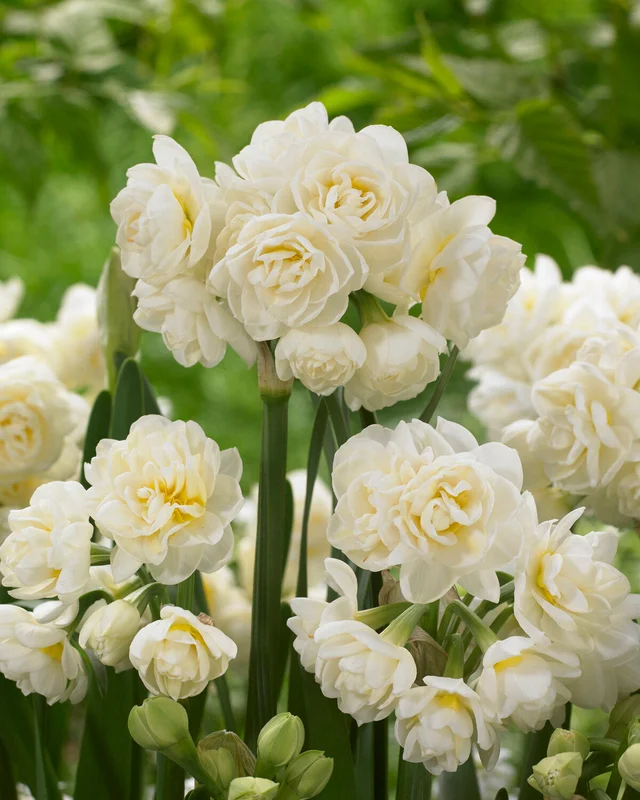 farmergracy2967909