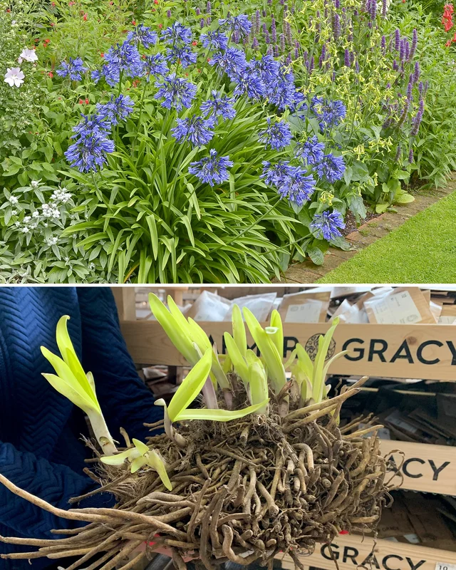 farmergracy2968426