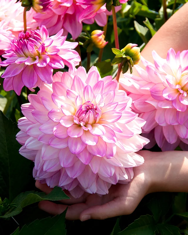 farmergracy2970108