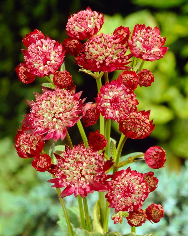 farmergracy2972114