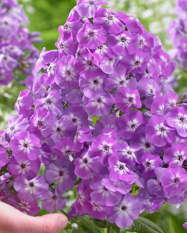farmergracy2974965
