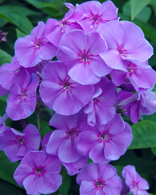 farmergracy2976981