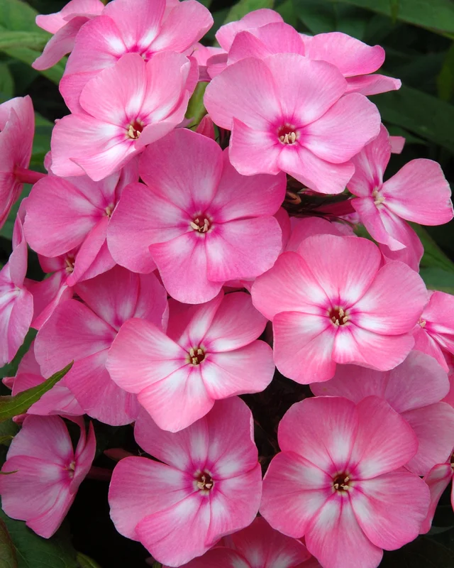 farmergracy2977026