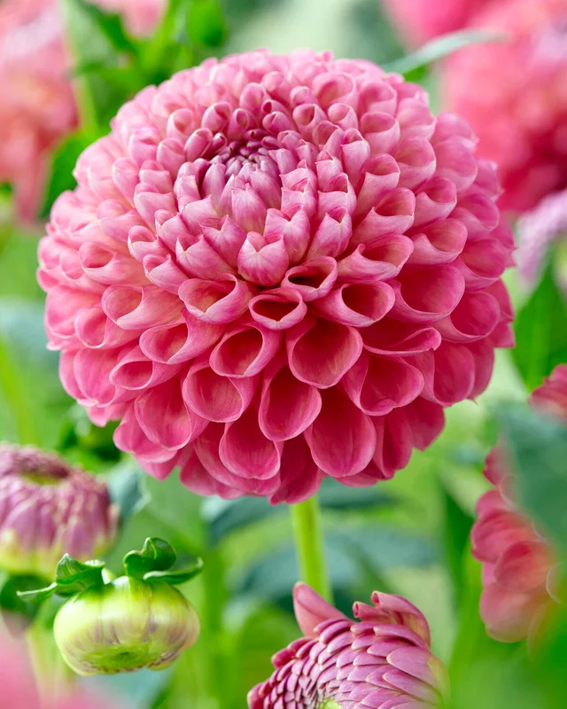farmergracy2979382