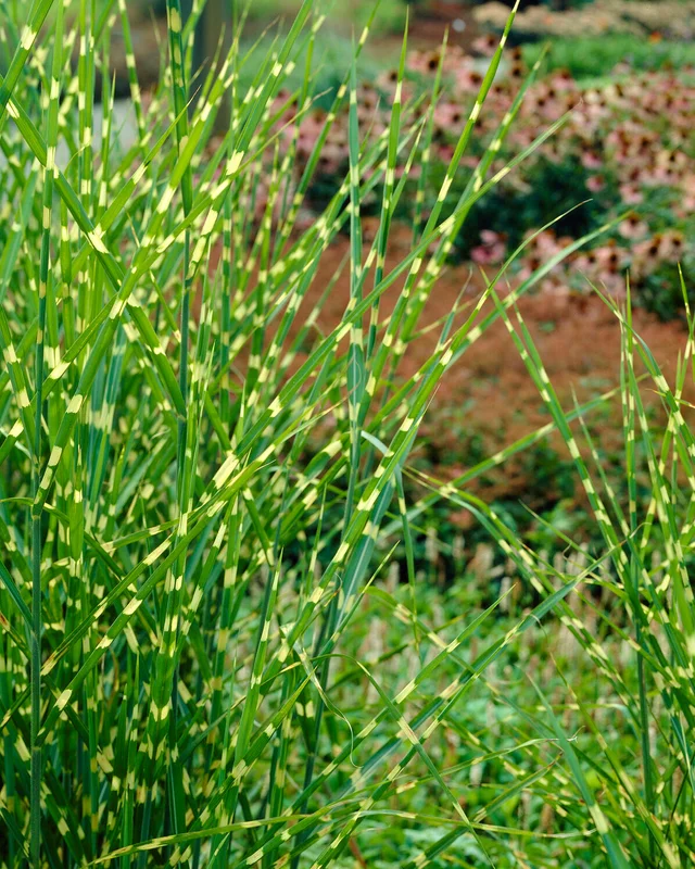 farmergracy2980141
