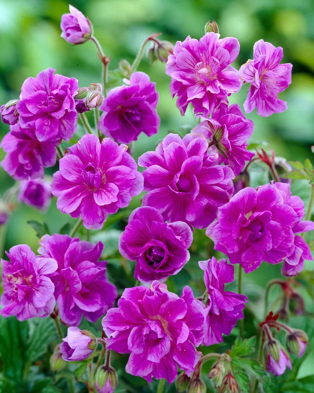 farmergracy2980704