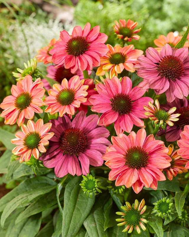 farmergracy2981055