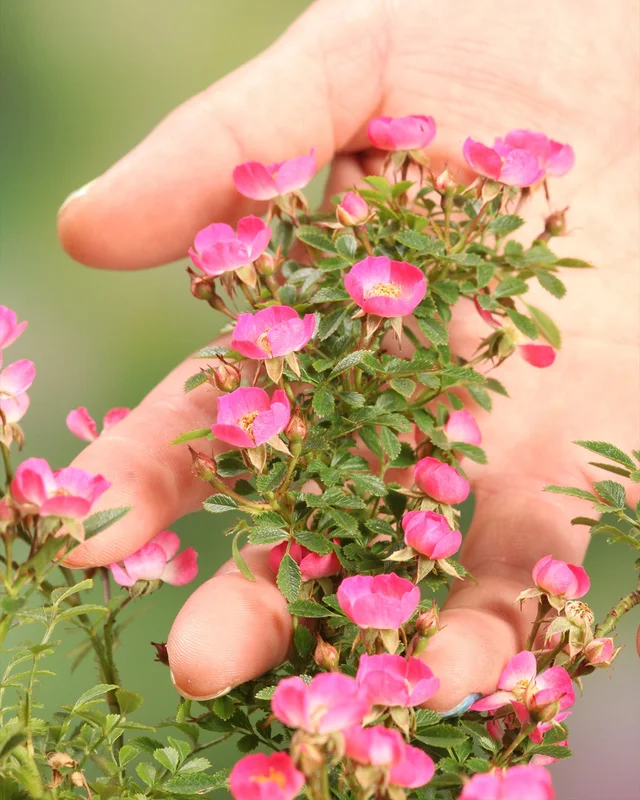 farmergracy2982541