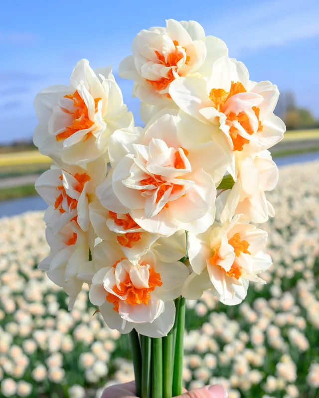 farmergracy2985344