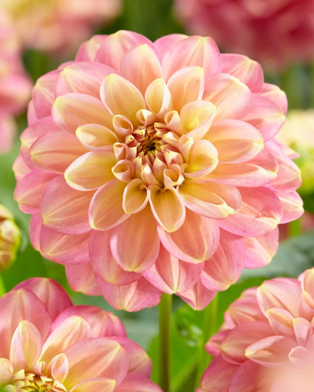 farmergracy2988778