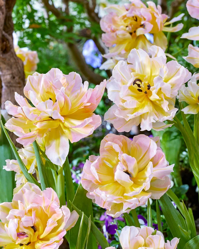 farmergracy2995220