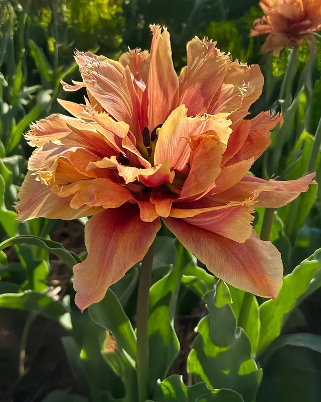 farmergracy2995282