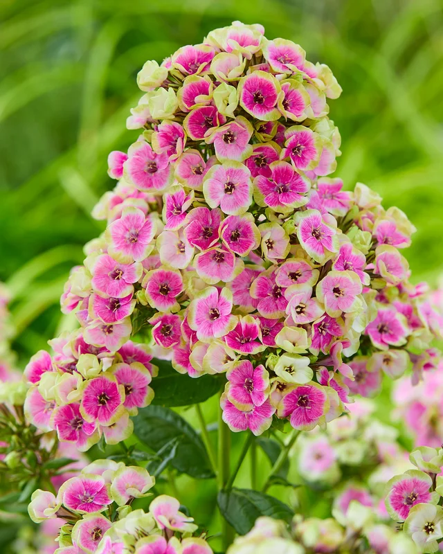 farmergracy3000832