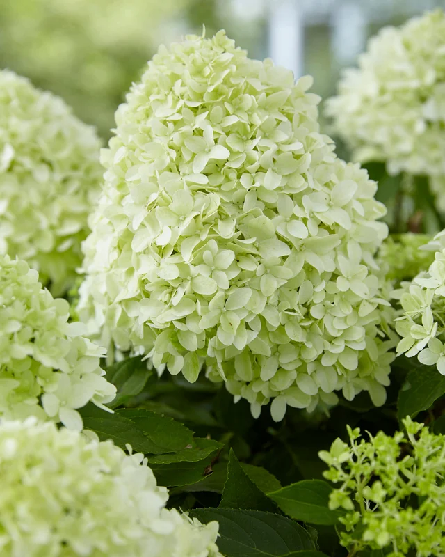 farmergracy3001603