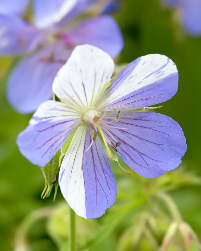 farmergracy3001856