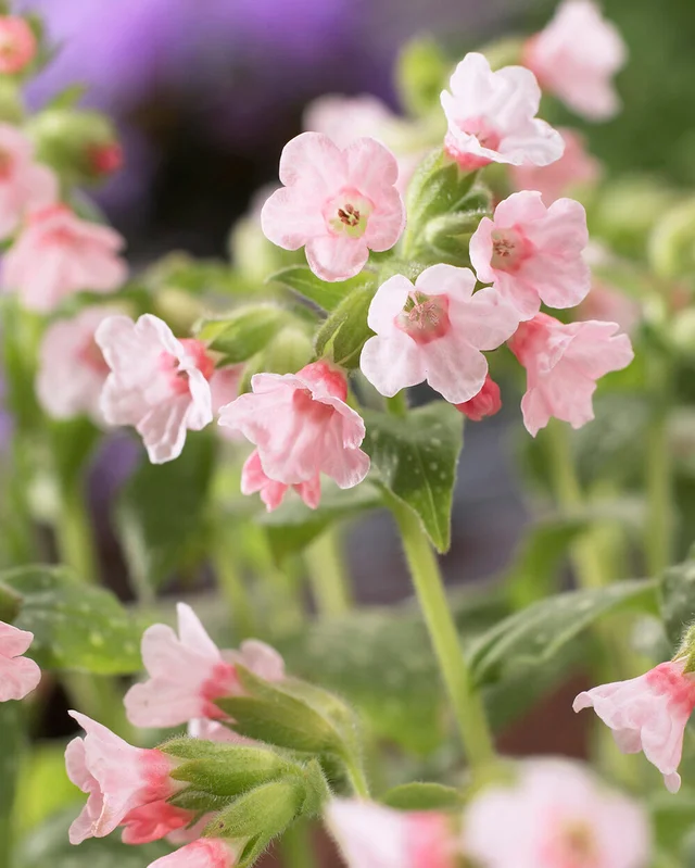 farmergracy3004108
