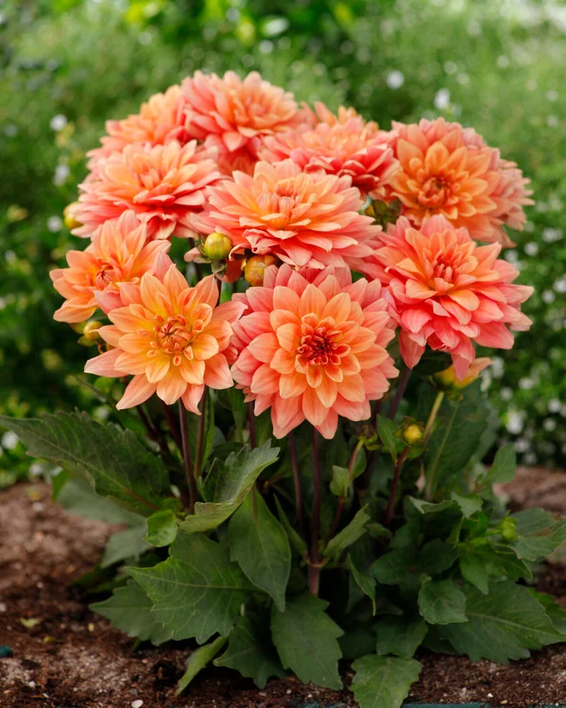 farmergracy3004673