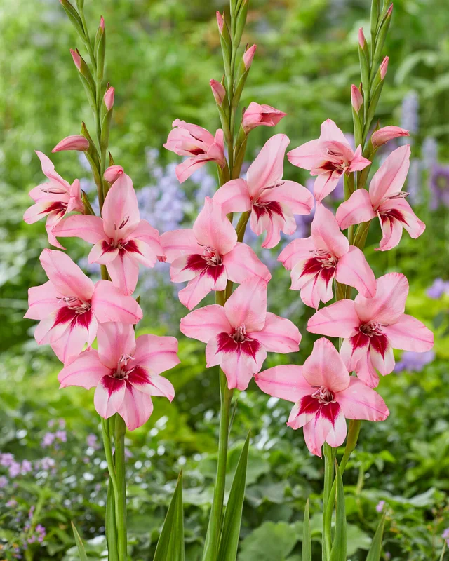 farmergracy3005668