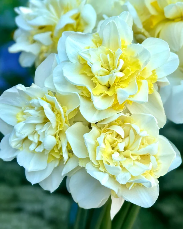 farmergracy3006971