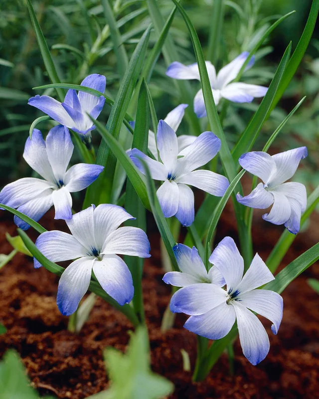 farmergracy3007958