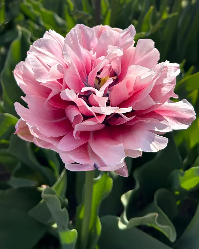 farmergracy3008716