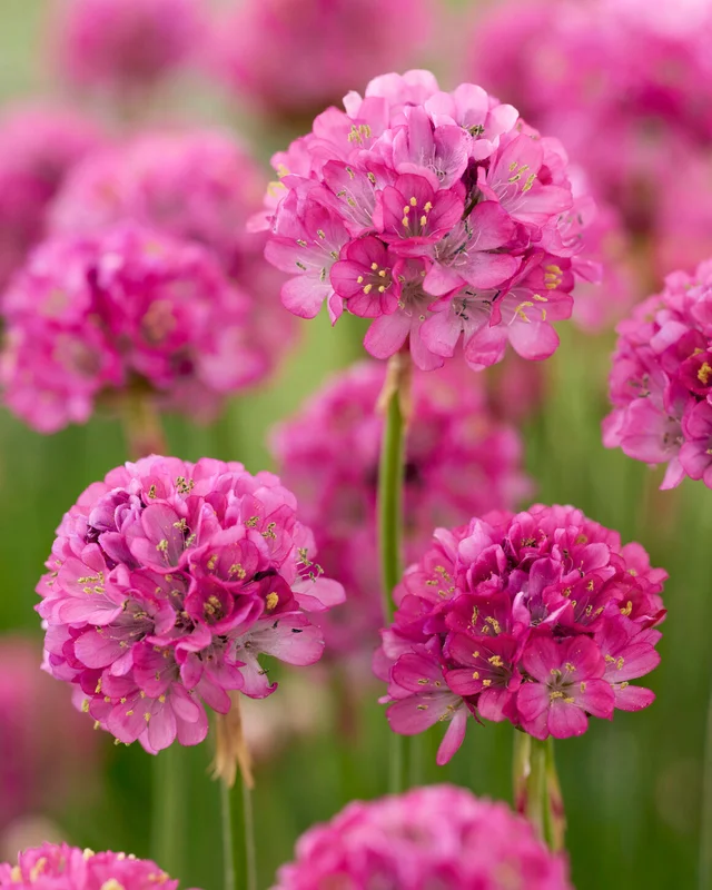 farmergracy3009055