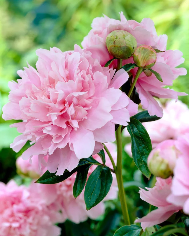 farmergracy3010365