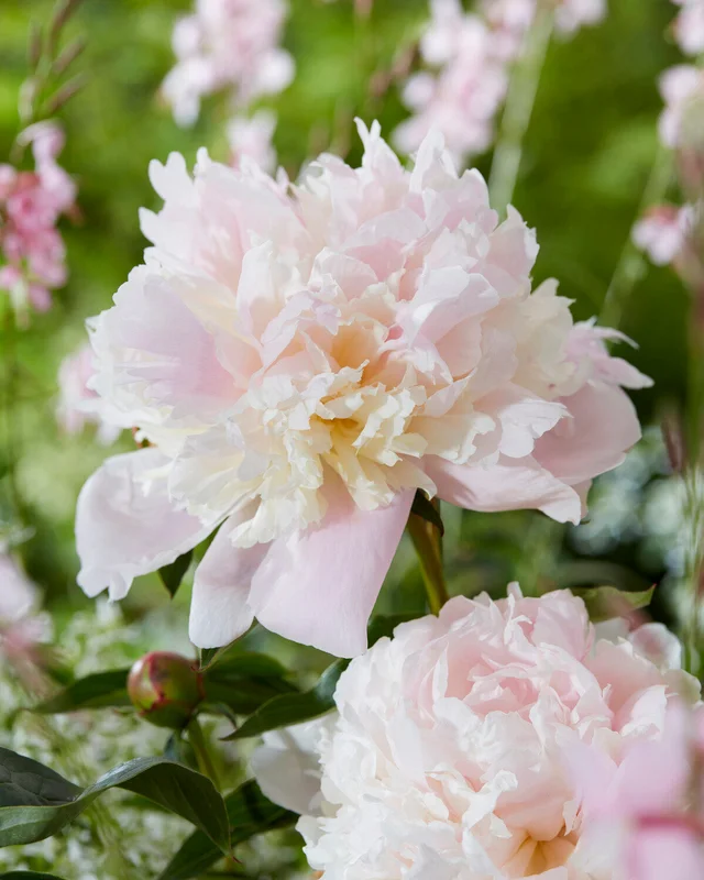 farmergracy3010473