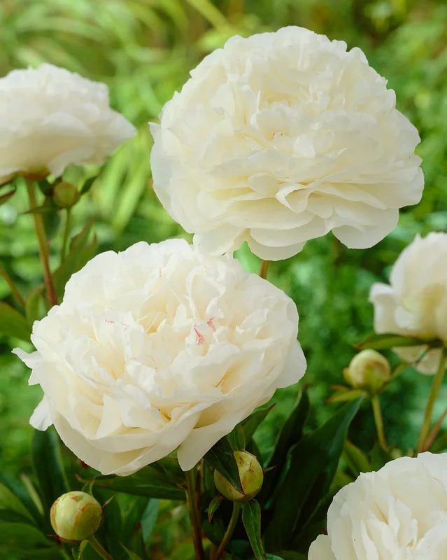 farmergracy3010552