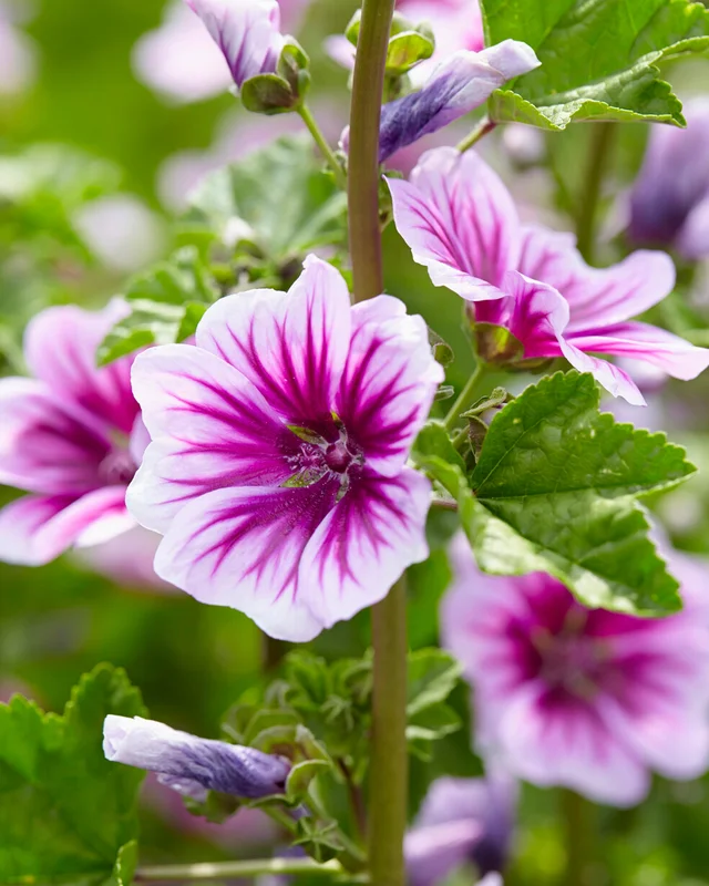 farmergracy3010864