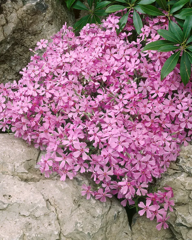 farmergracy3011544