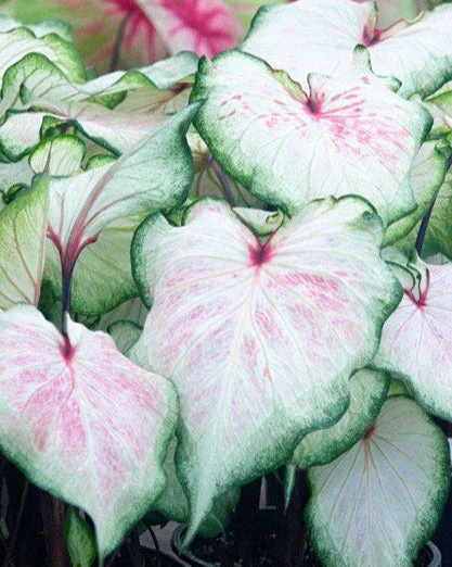 farmergracy3015026
